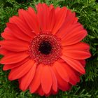 Gerbera in orange