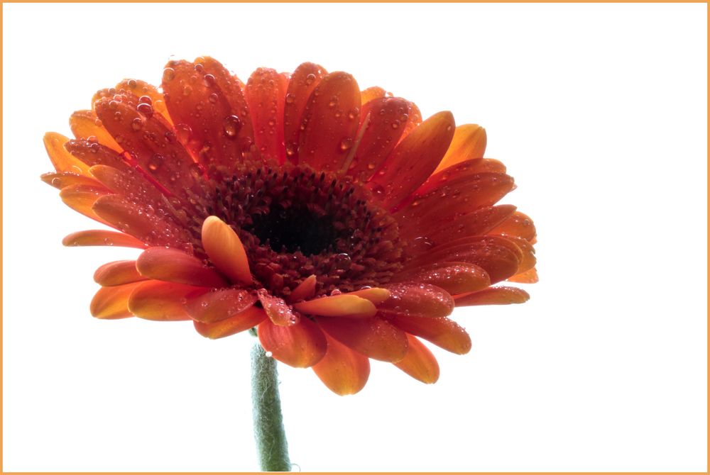 Gerbera in orange