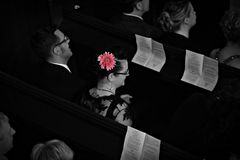 Gerbera in Pink