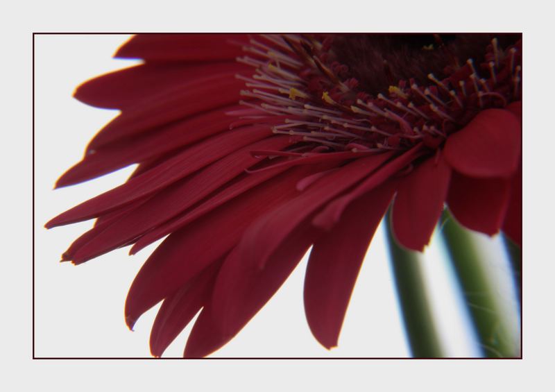 Gerbera in PINK