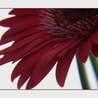 Gerbera in PINK