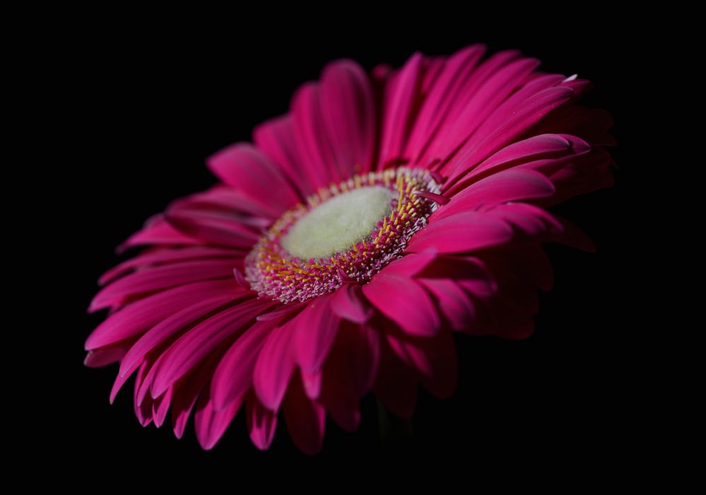 Gerbera in pink