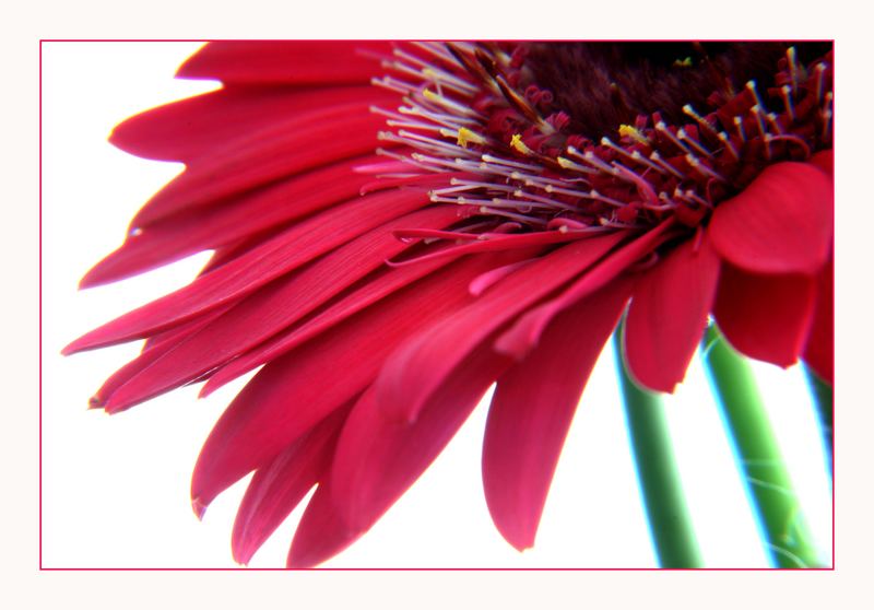 Gerbera in PINK (reload)