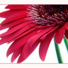 Gerbera in PINK (reload)