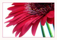 Gerbera in PINK (reload)