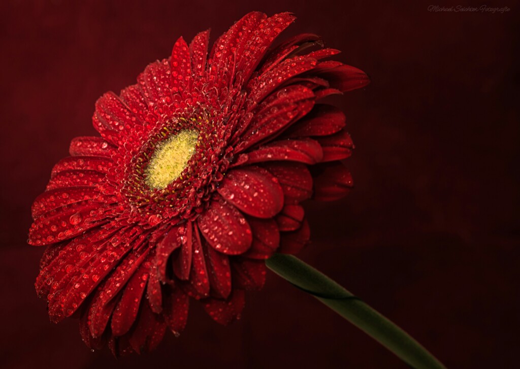 Gerbera in red