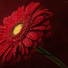 Gerbera in red