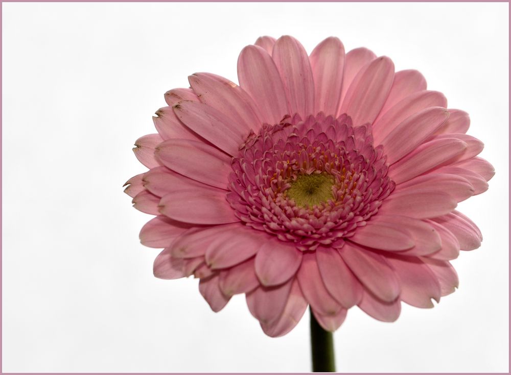 Gerbera in rosa