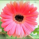 Gerbera in Rosa