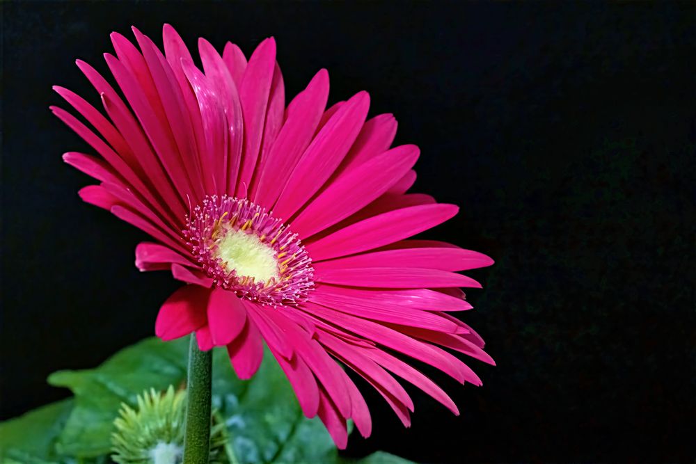 Gerbera in Rot