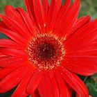 Gerbera in rot