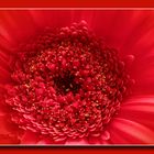 Gerbera in Rot