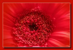 Gerbera in Rot