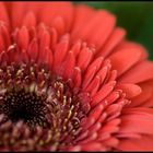 Gerbera in Rot