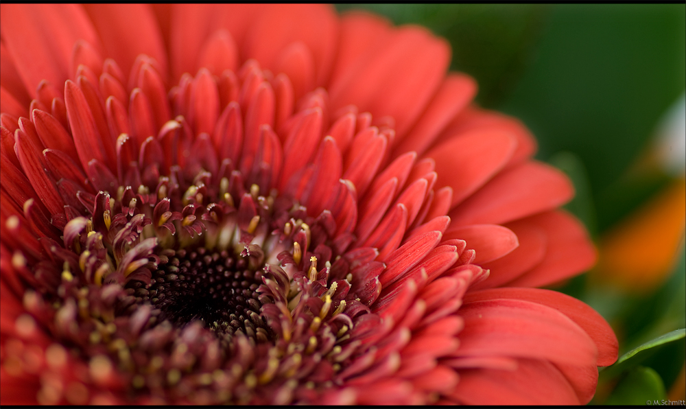 Gerbera in Rot