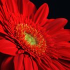 Gerbera in Rot