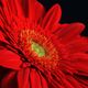 Gerbera in Rot