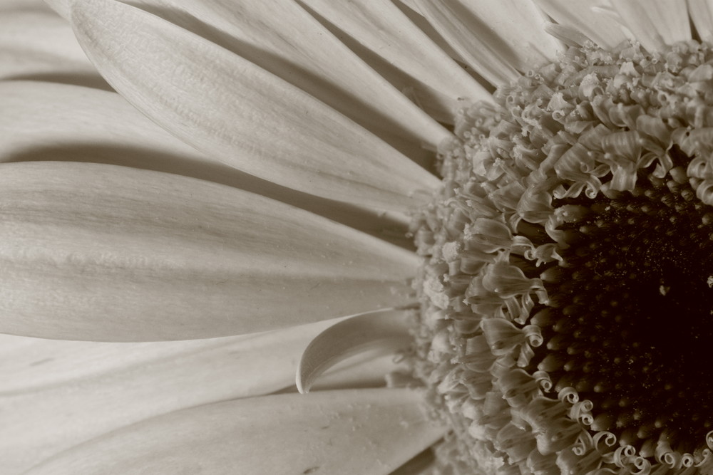 Gerbera in s/w