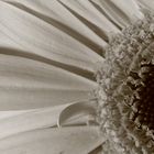 Gerbera in s/w