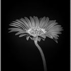 Gerbera in s/w