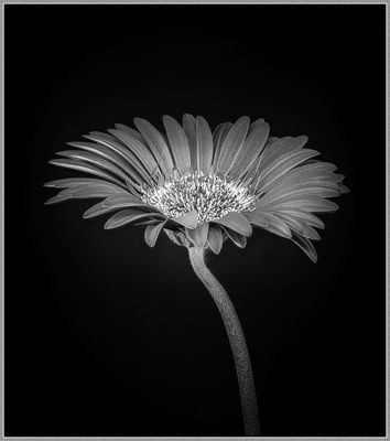 Gerbera in s/w