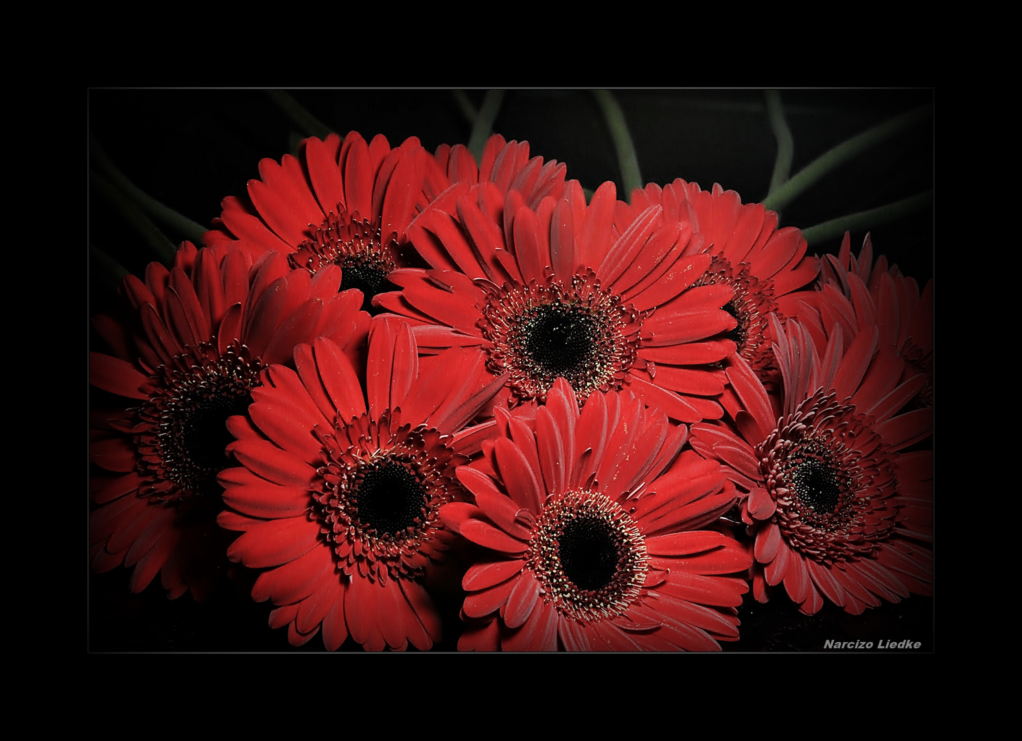 Gerbera - IV