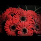 Gerbera - IV