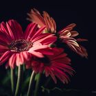 Gerbera jamesonii