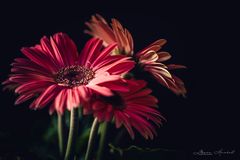 Gerbera jamesonii