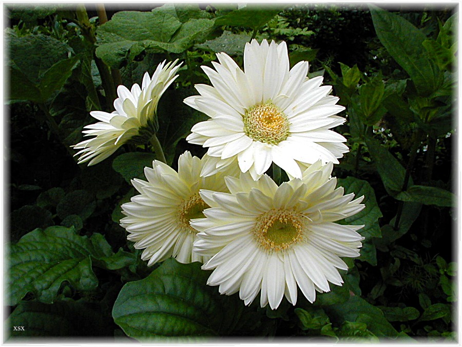 Gerbera jamesonii