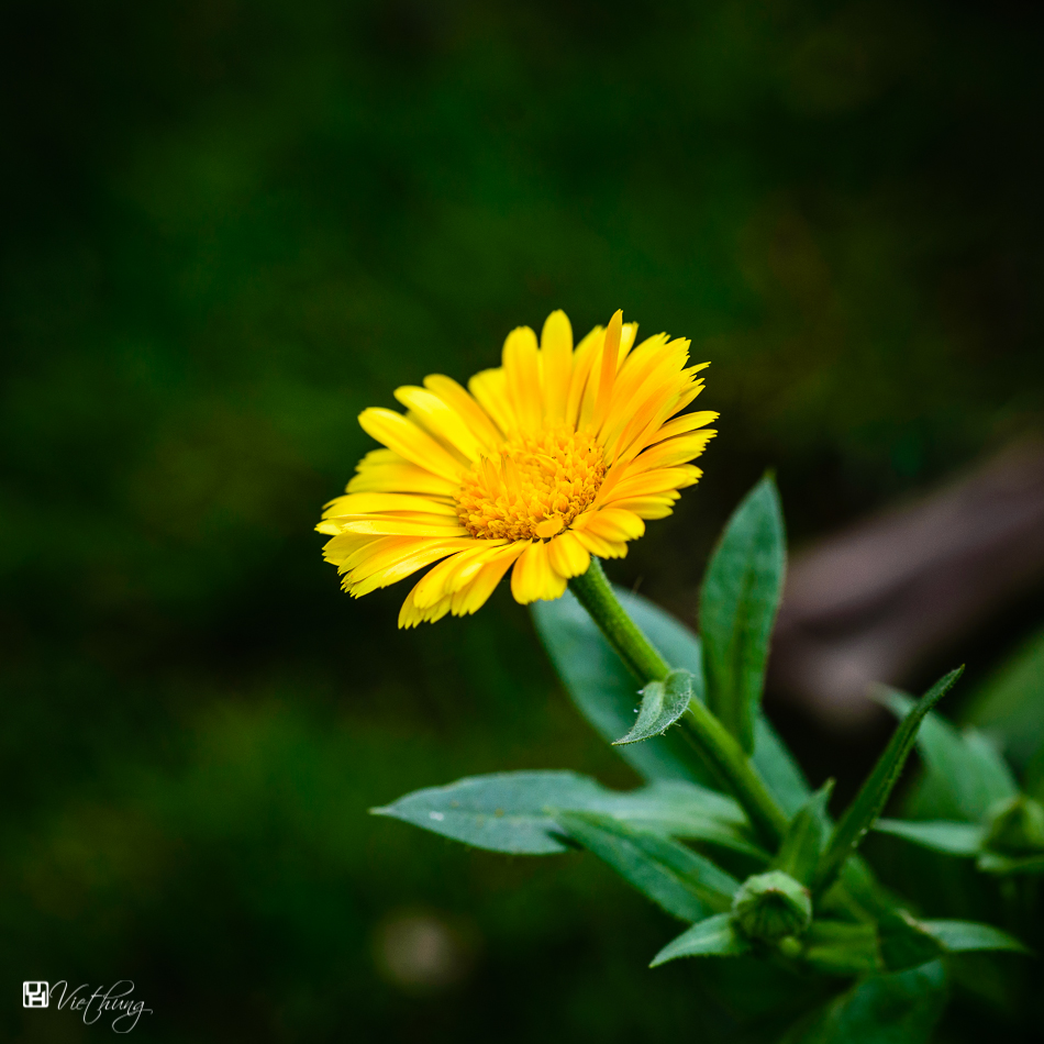 Gerbera jamesonii