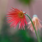 Gerbera jamesonii