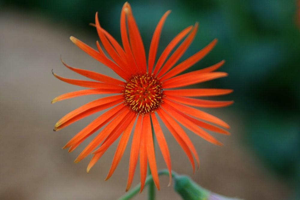 Gerbera jamesonii