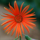 Gerbera jamesonii