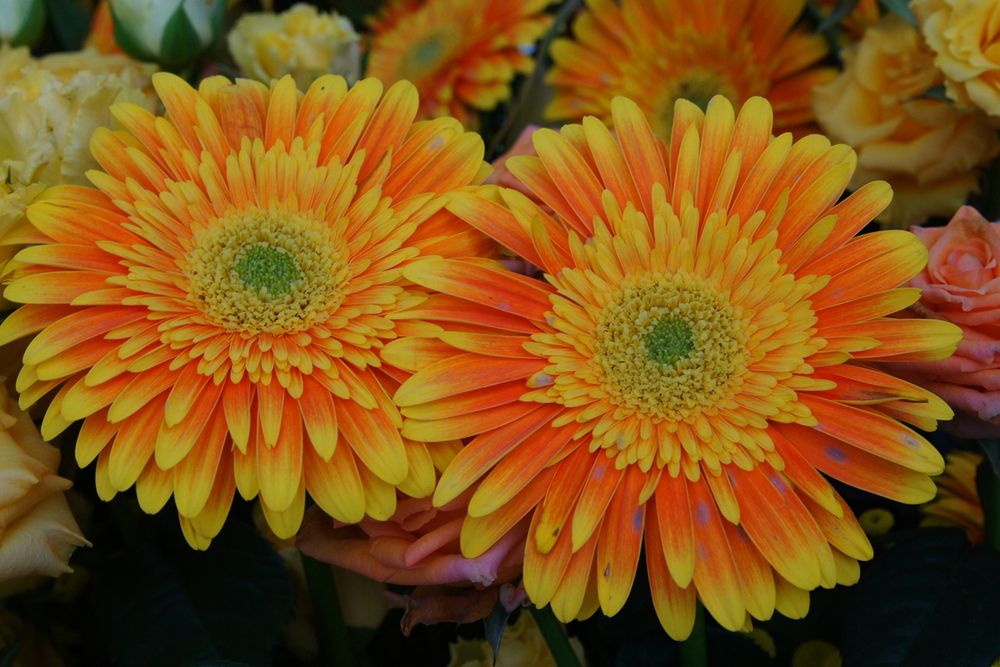 Gerbera jamesonii, Souvenir