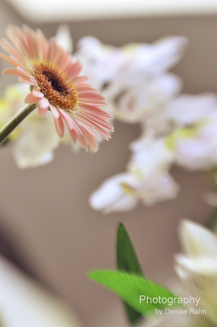 Gerbera / Lensbaby