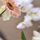 Gerbera / Lensbaby