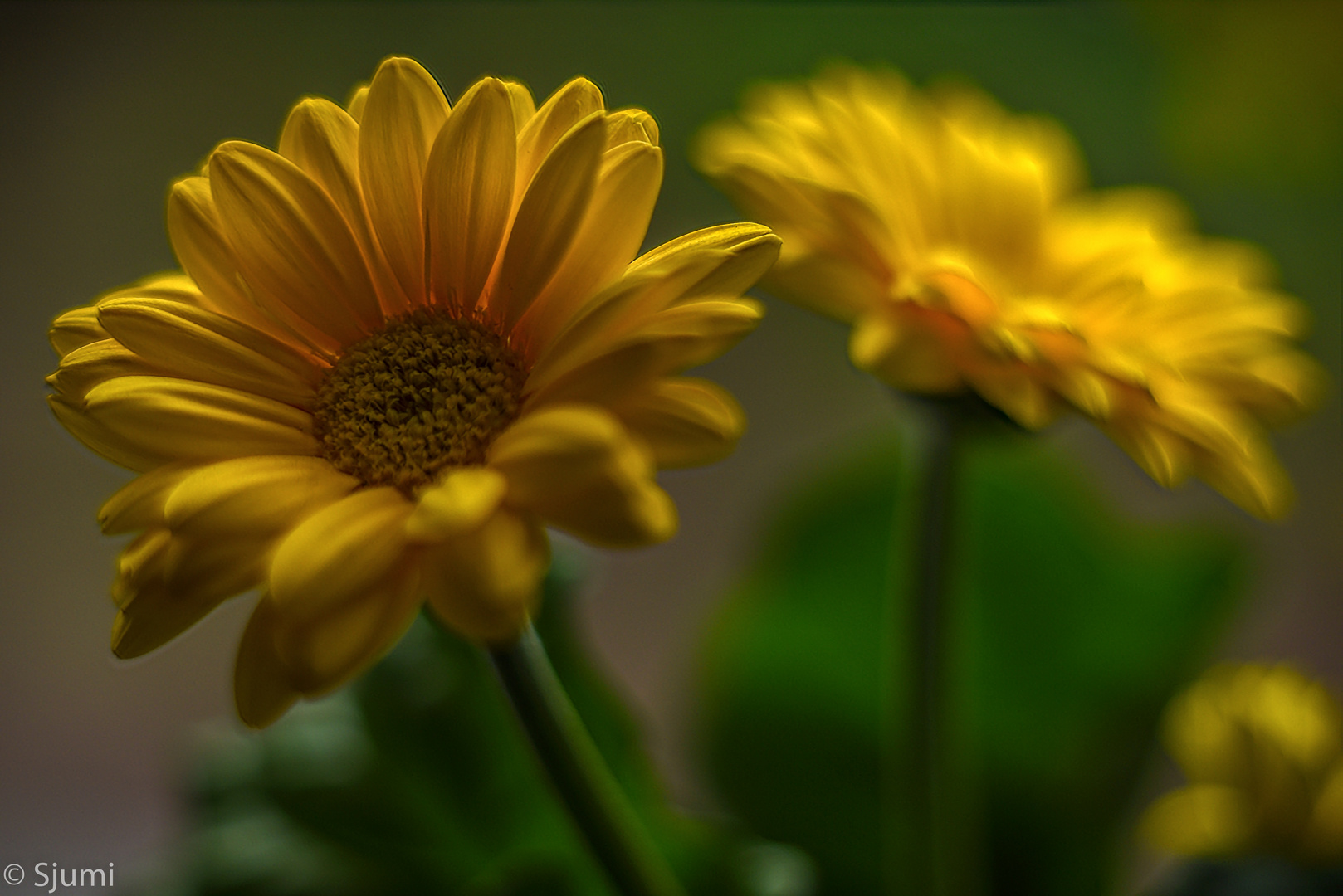 Gerbera Lichtzauber