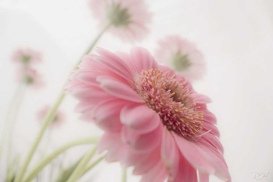 Gerbera light