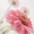 Gerbera light