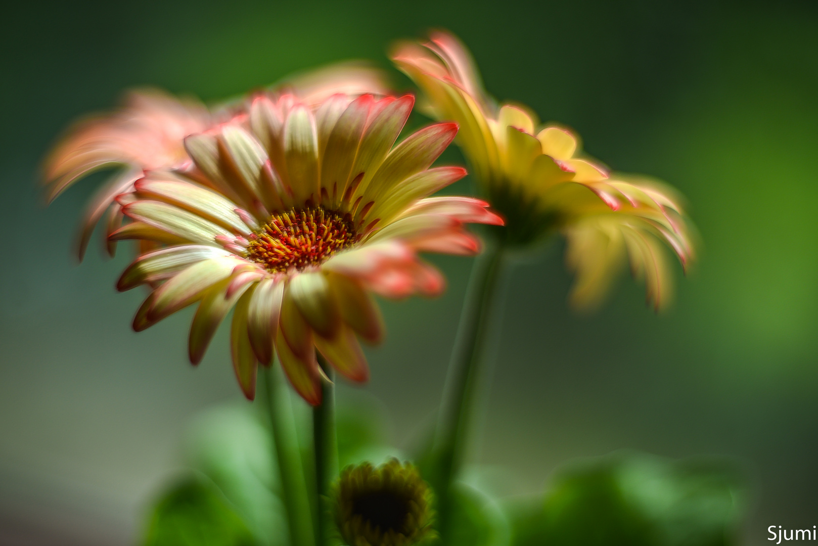 Gerbera light magic