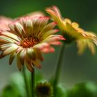 Gerbera light magic