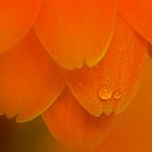 Gerbera Macro