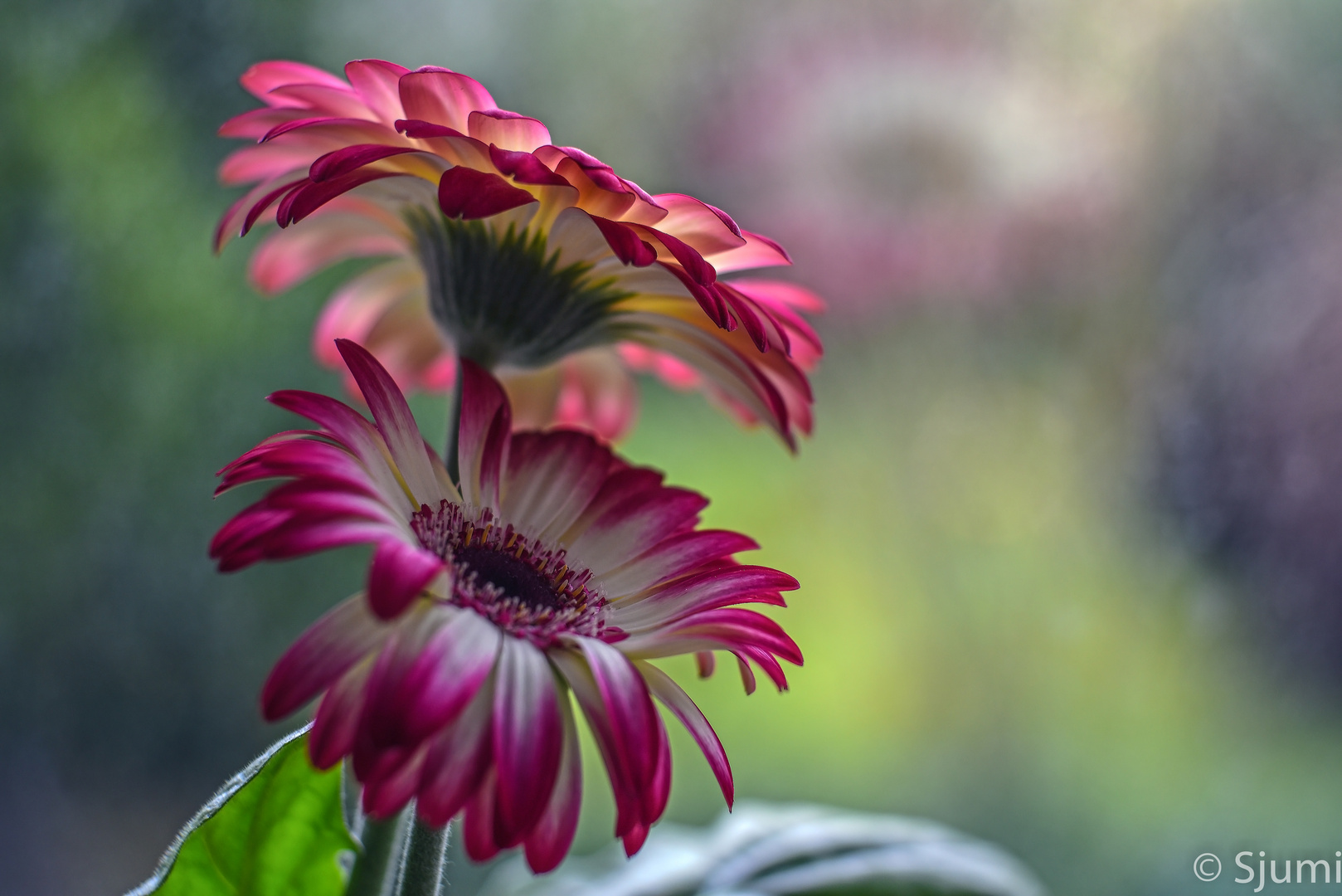 Gerbera magic