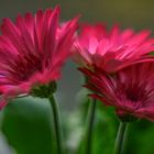 Gerbera magic