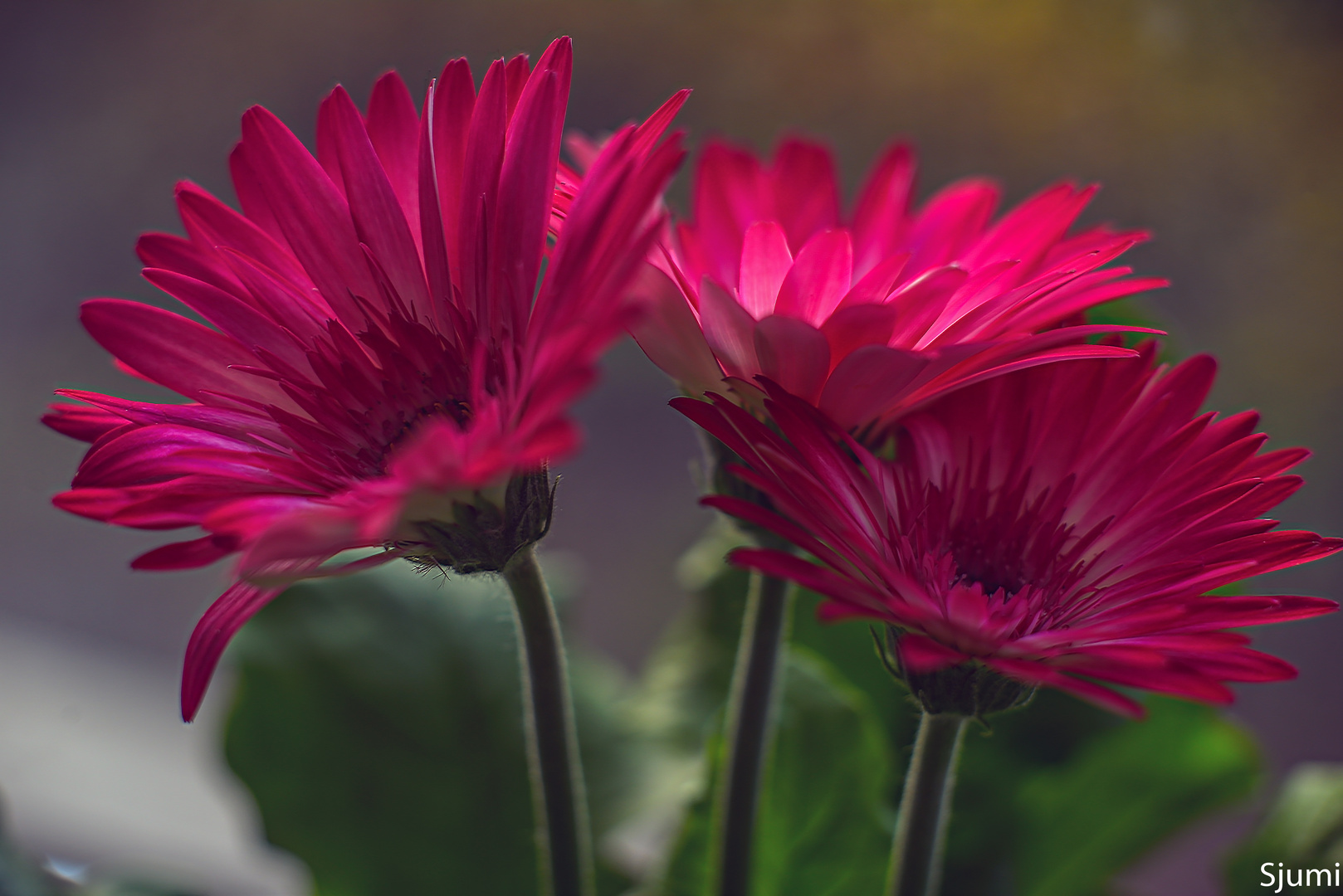 Gerbera magic