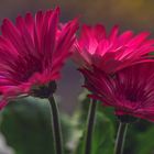 Gerbera magic