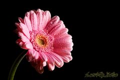 Gerbera Makro