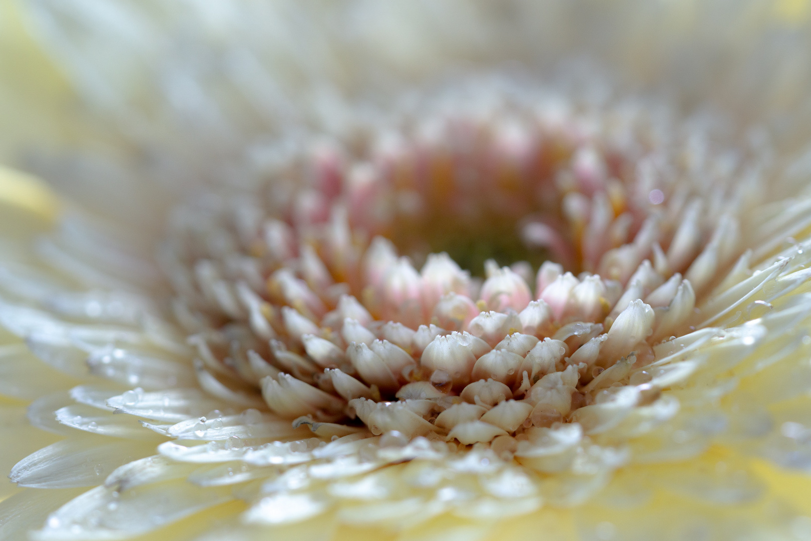 Gerbera makro