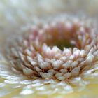 Gerbera makro